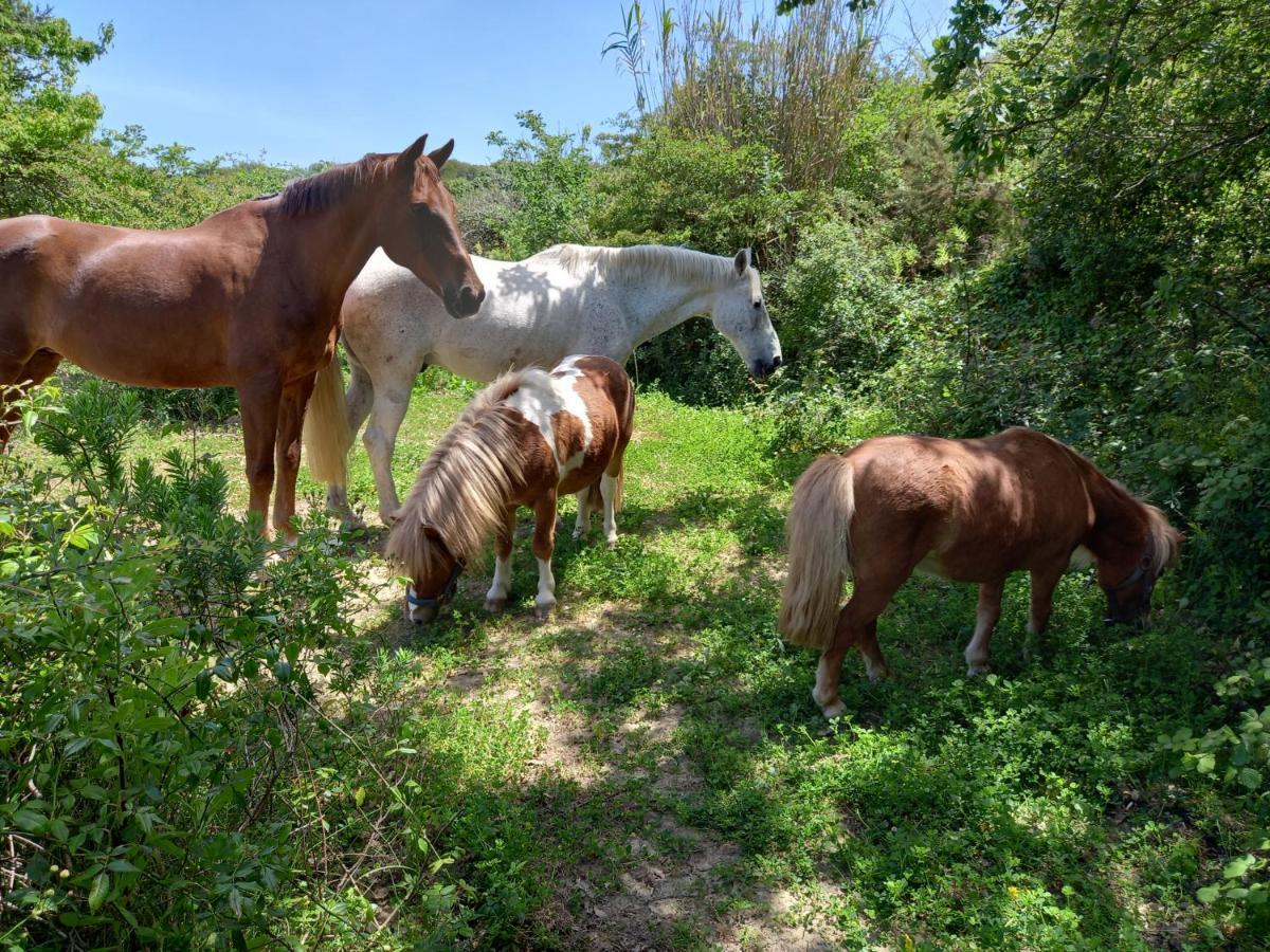 Casinha De Campo- Quintinha Dos Cavalos- Arruda Dos Vinhos Εξωτερικό φωτογραφία